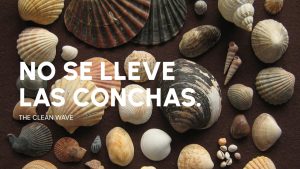 Muestra de arte sirve como vitrina para luchar en contra de la extracción de conchas marinas