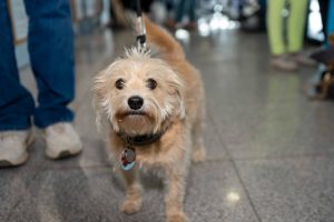 Guanacaste se consolida como destino “pet friendly”